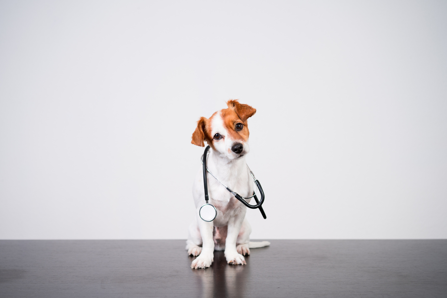 cute jack russell dog at veterinary clinic. Holding a stethoscope. Veterinary concept